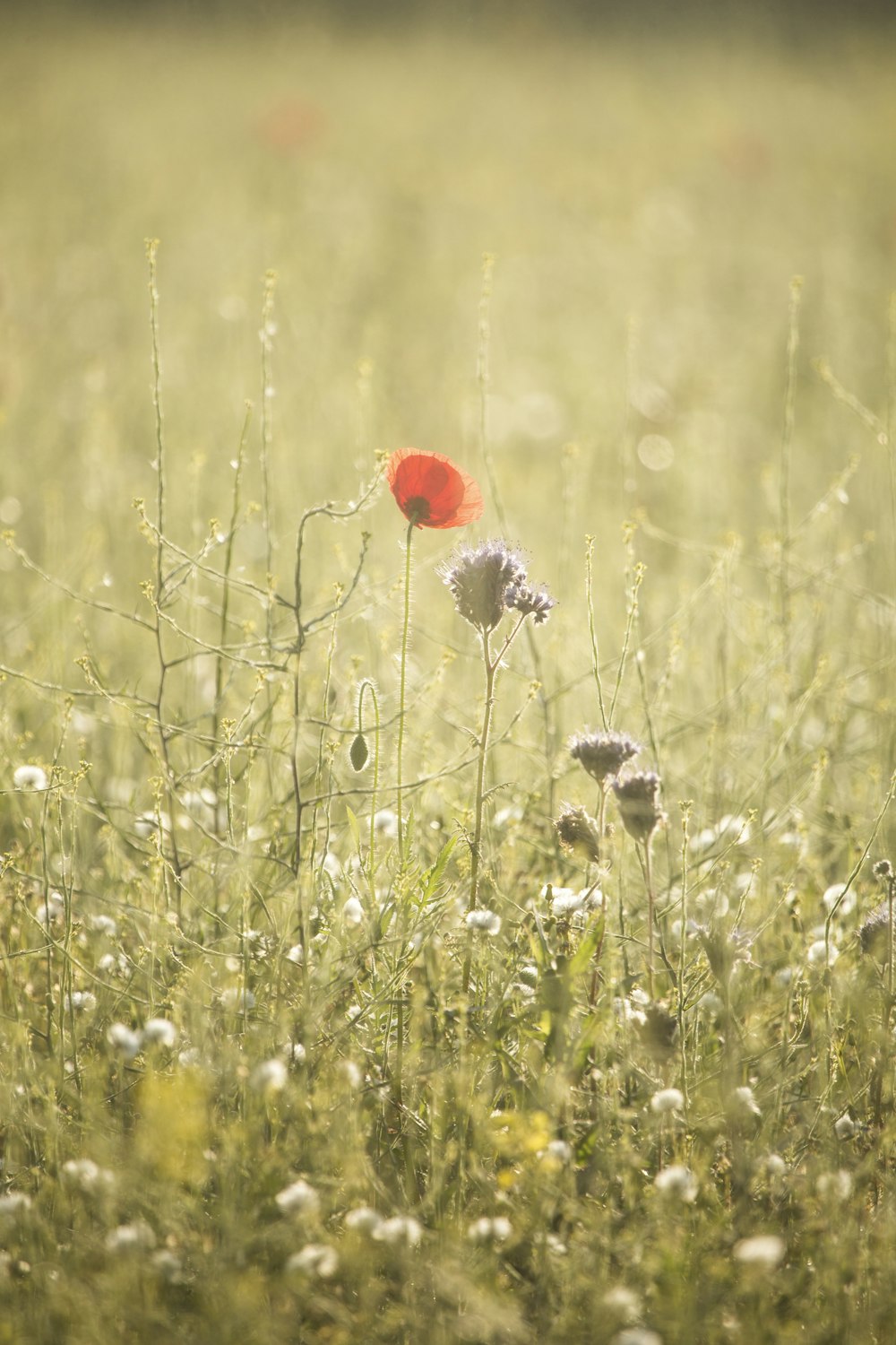 red and white flowers on green grass field