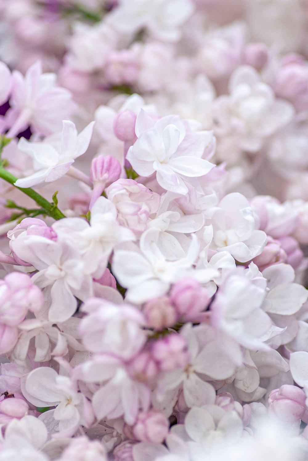 pink and white flowers in tilt shift lens