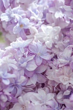 pink flowers in tilt shift lens