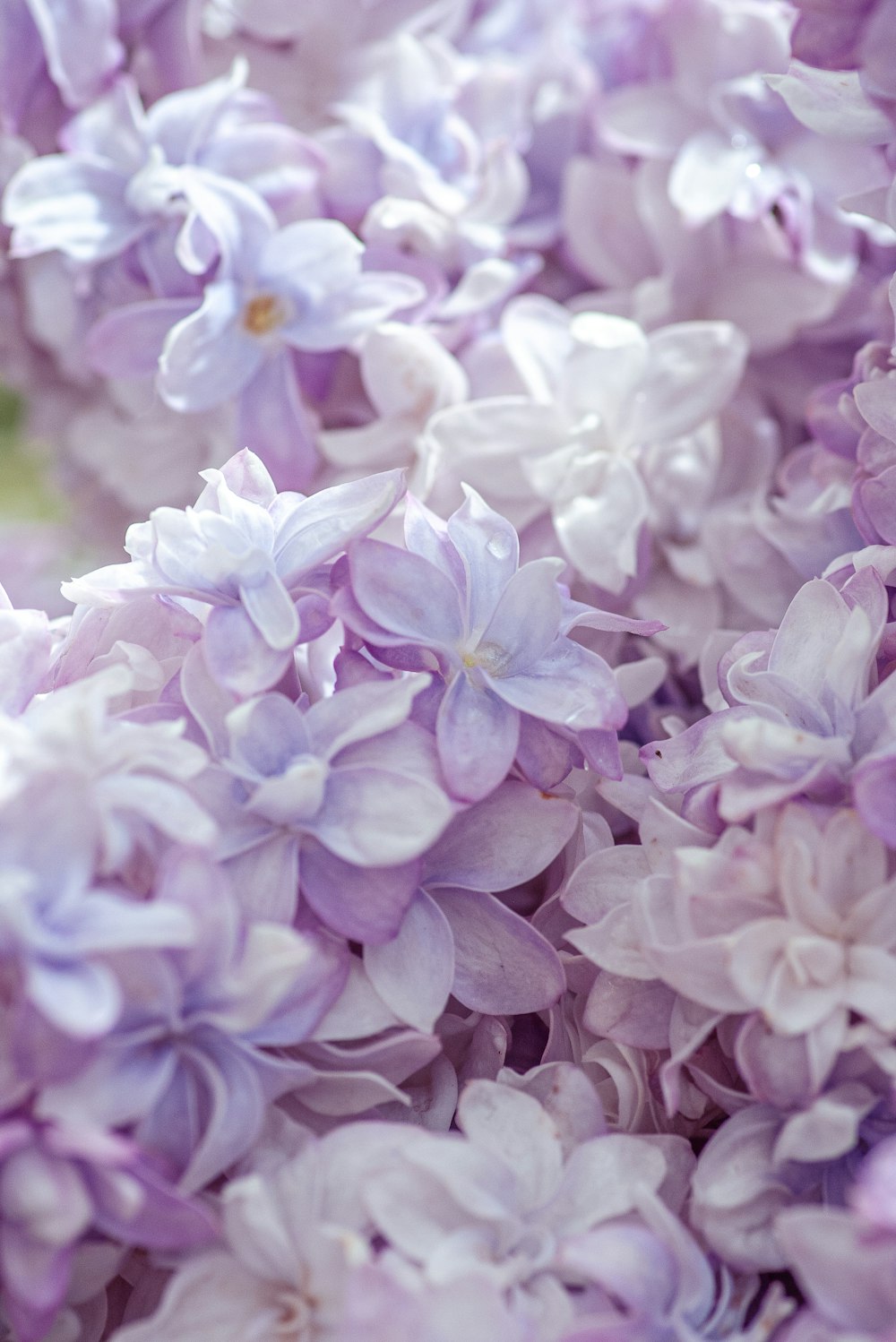 pink flowers in tilt shift lens