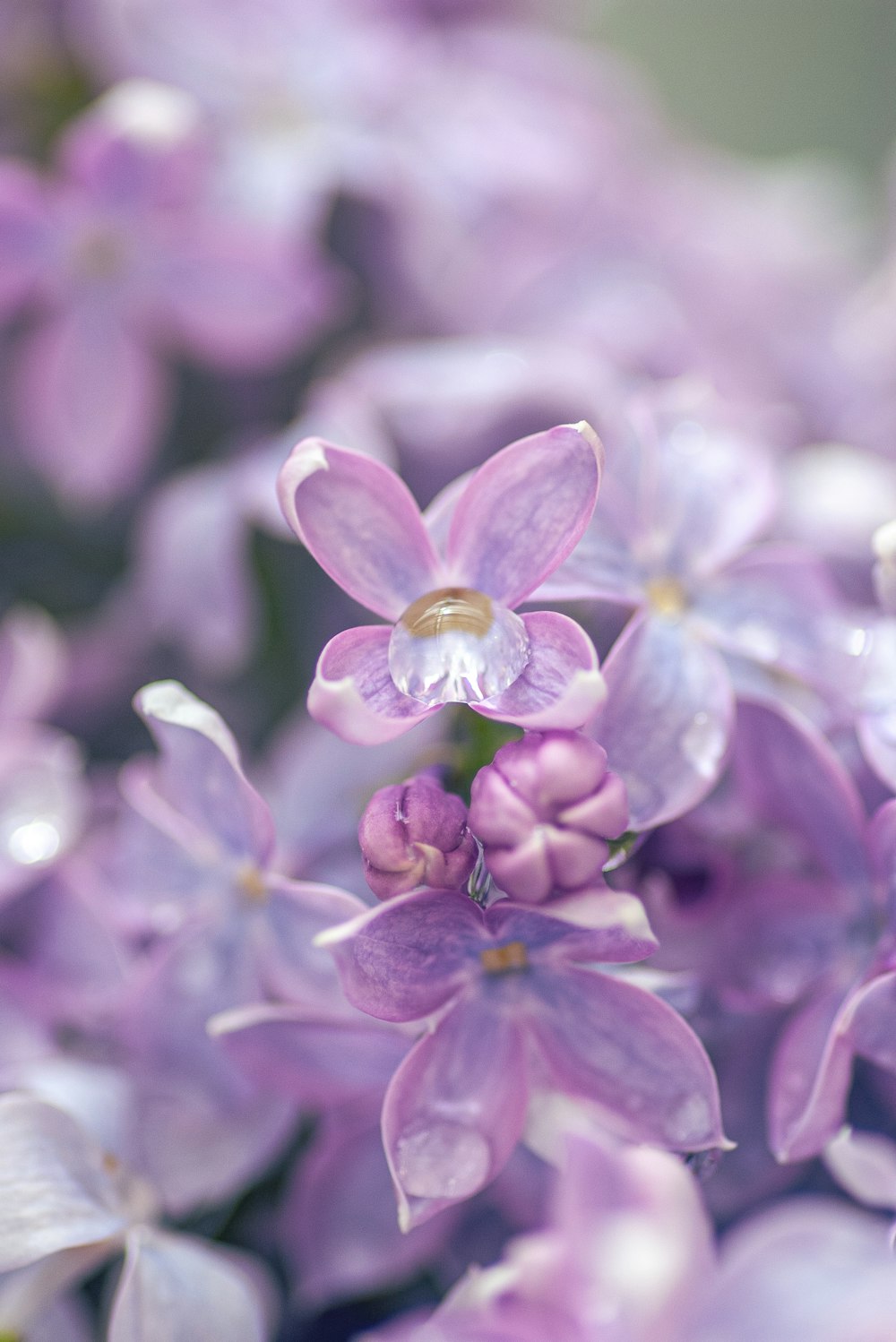 purple and white flower in tilt shift lens