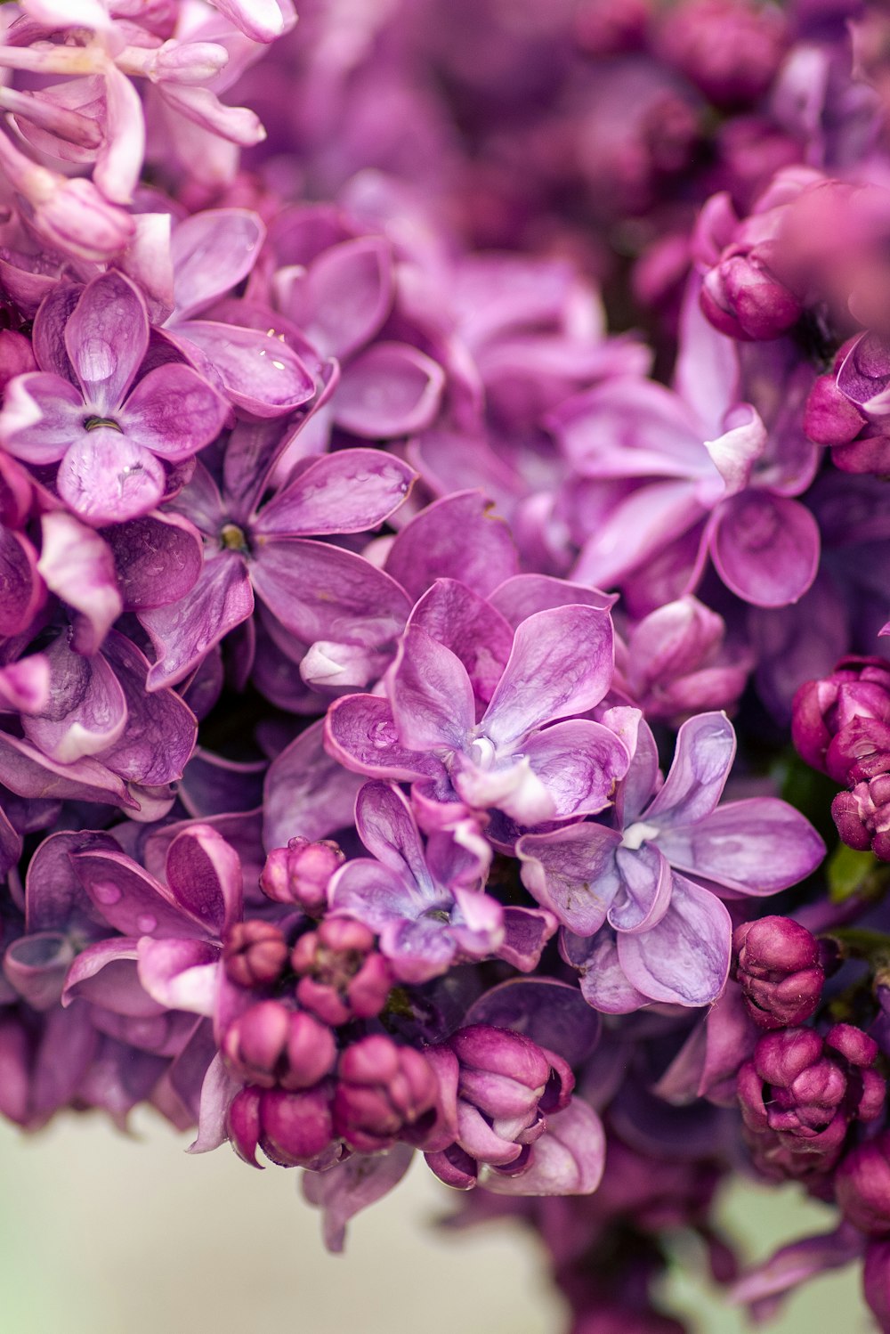 Fleurs violettes dans lentille macro