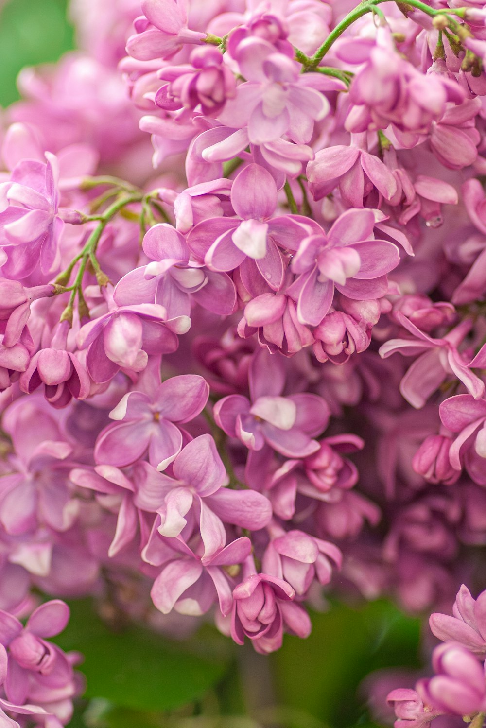 pink flowers in tilt shift lens