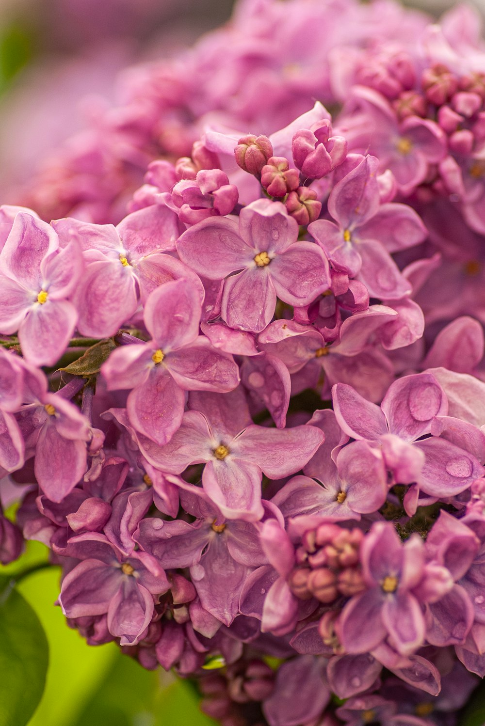 purple flowers in tilt shift lens