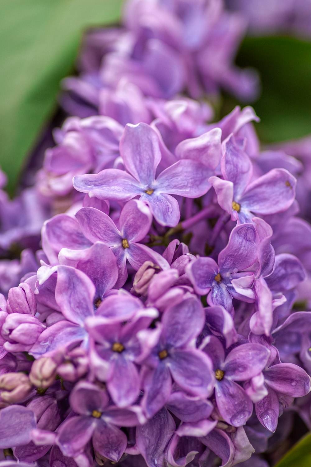 purple flowers in macro lens