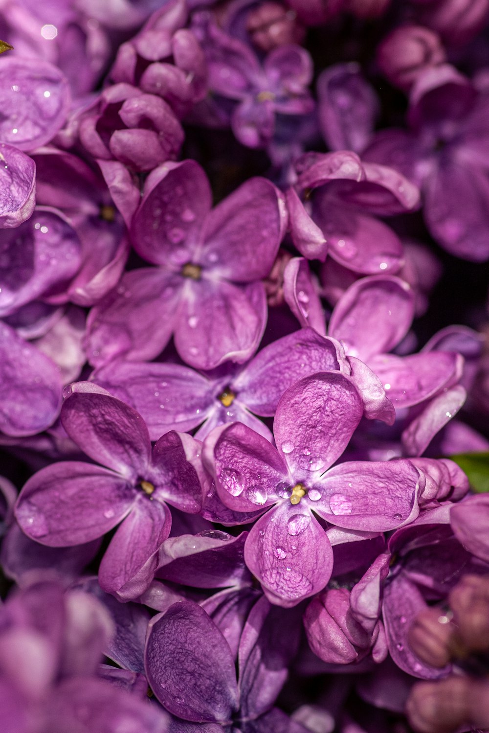 Fleur violette en photo macro