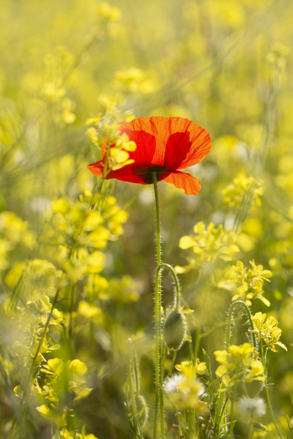 Roter Mohn blüht tagsüber