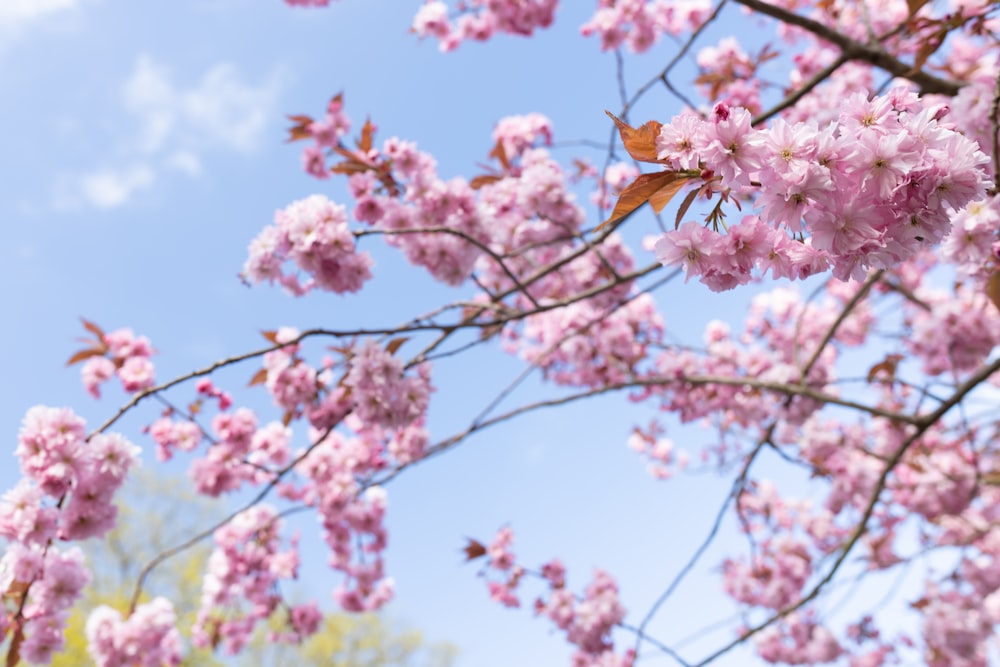 昼間の白い桜の木