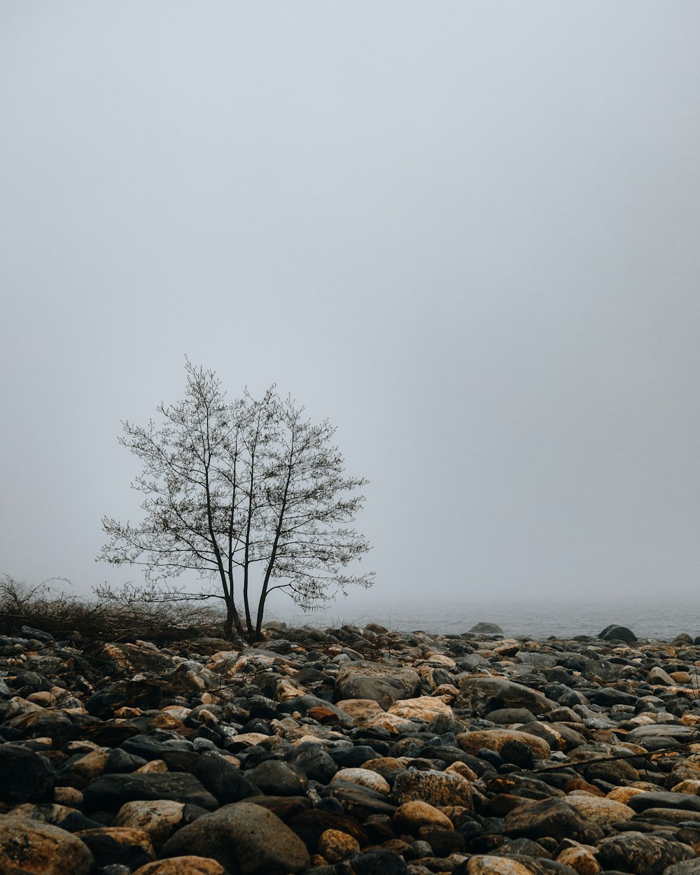 bare tree on rocky field under gray sky