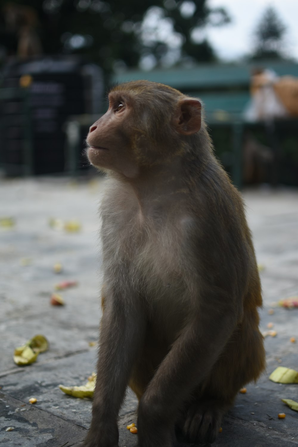 Mono marrón sentado en el suelo durante el día