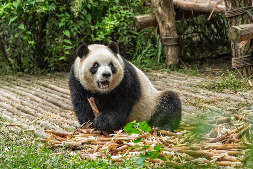 panda sobre hojas secas marrones