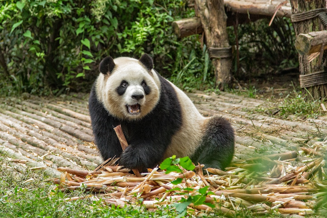panda on brown dried leaves,
