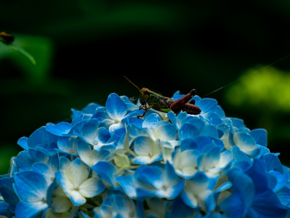 brown grasshopper perched on blue and white flower in close up photography during daytime