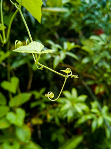 A delicate green vine with tendrils coils gracefully against a blurred backdrop of lush foliage. The vine's soft, bright green leaves and spiraling tendrils suggest a thriving, vibrant natural environment.