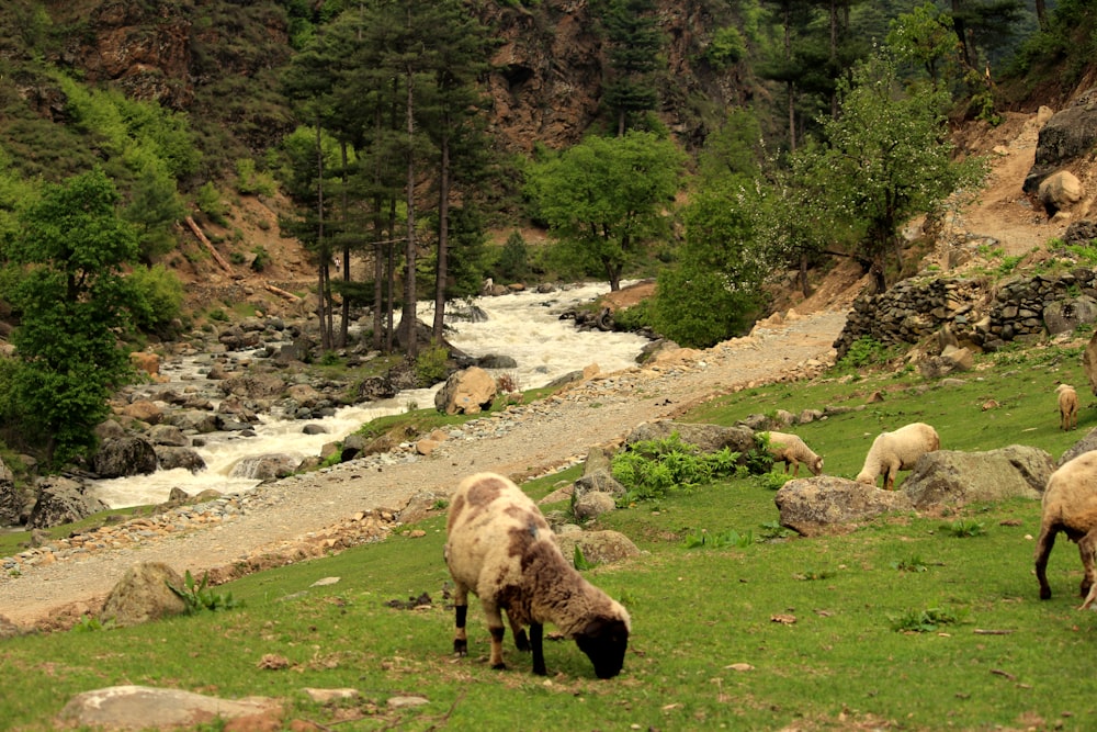 brown sheep on green grass field during daytime