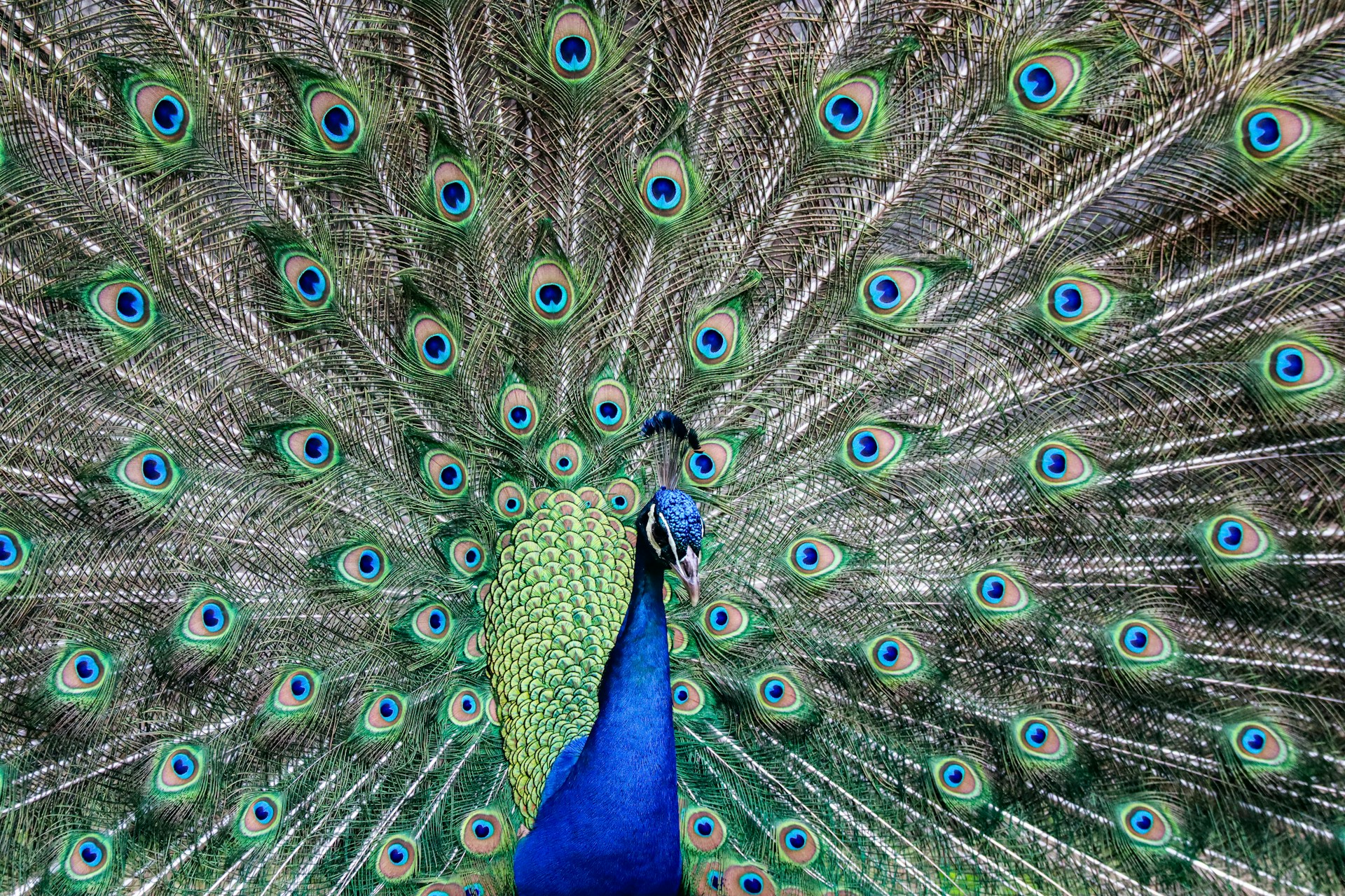 blue green and brown peacock feather