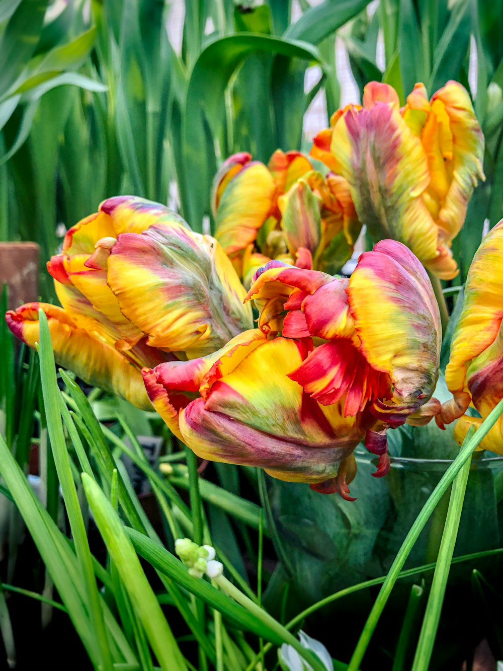 yellow and red flower in close up photography