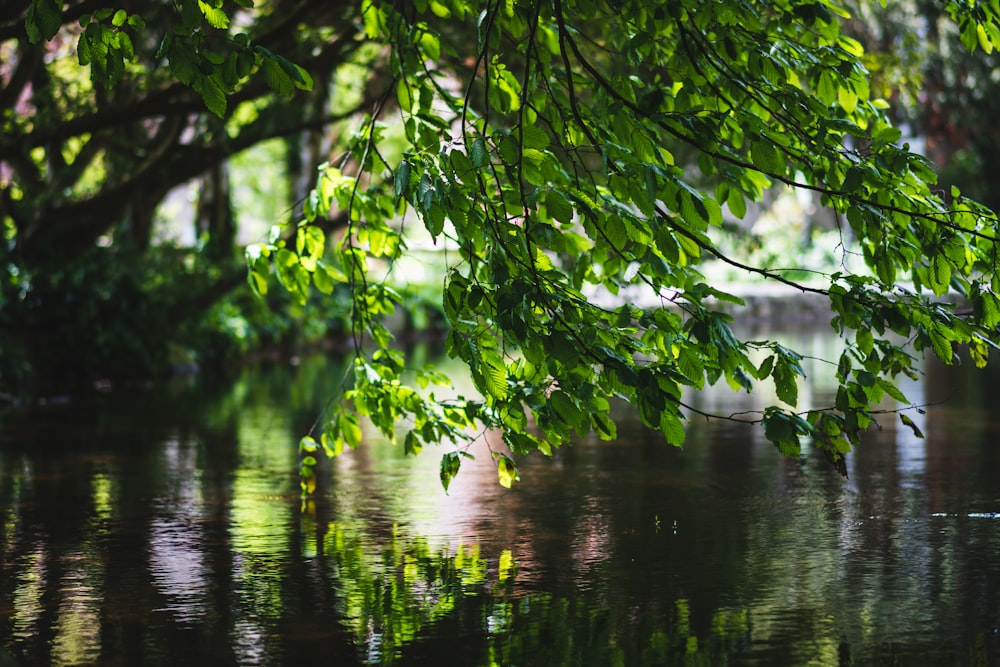 green leaves on body of water during daytime