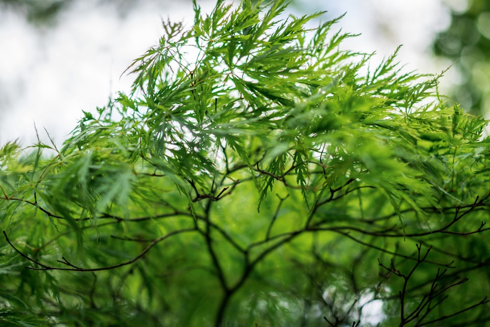 green leaves in close up photography