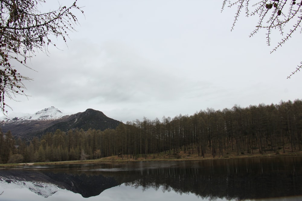 green trees near lake under cloudy sky during daytime