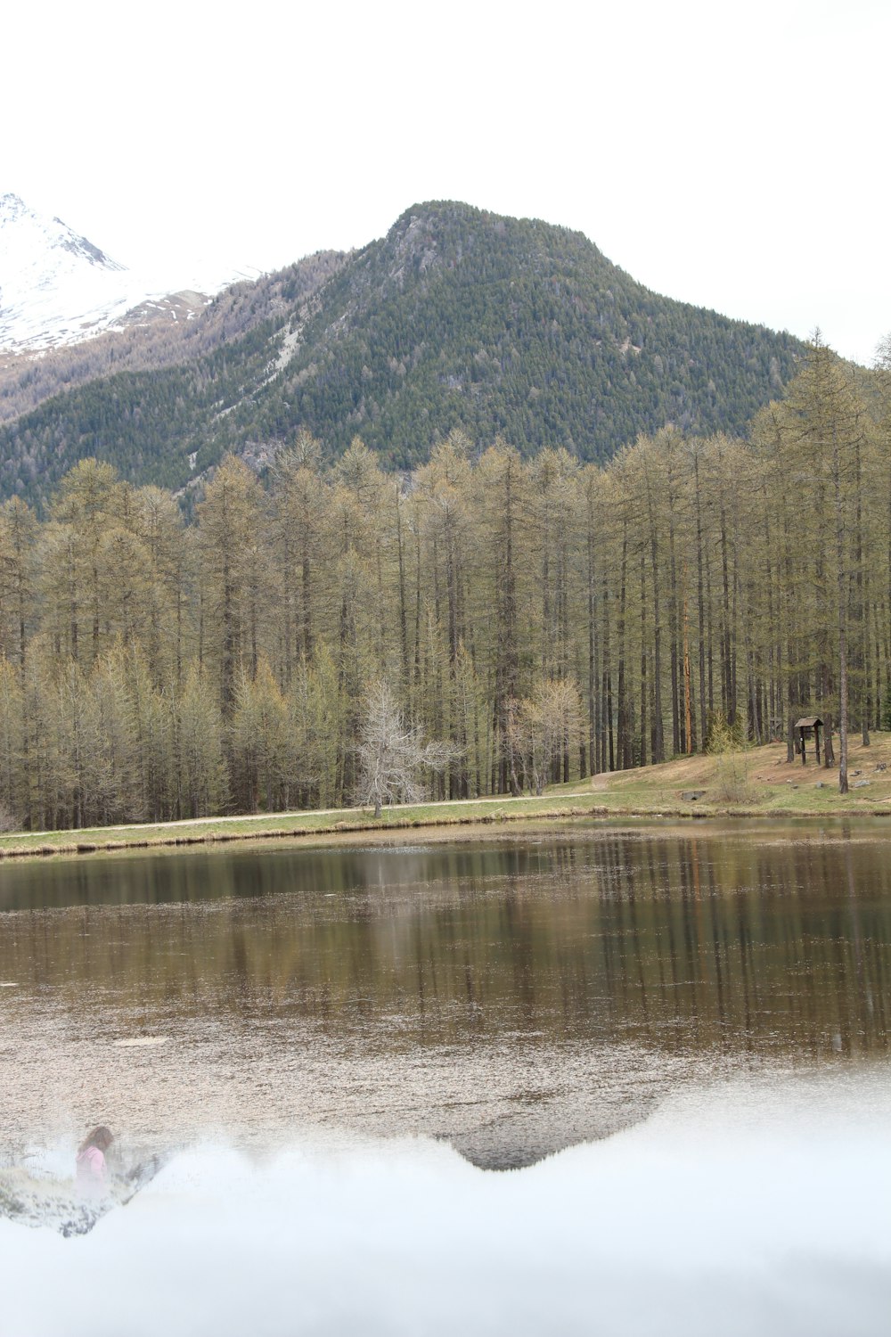 green trees near lake during daytime