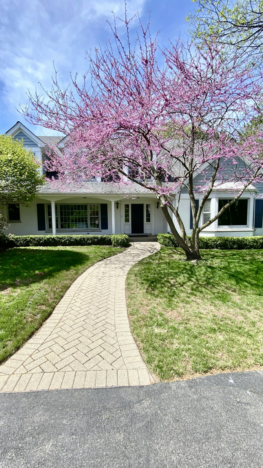 pink leaf tree near white concrete house