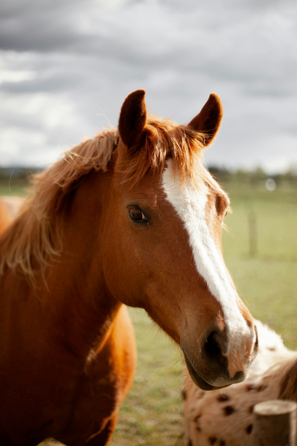 Caballo marrón y blanco durante el día