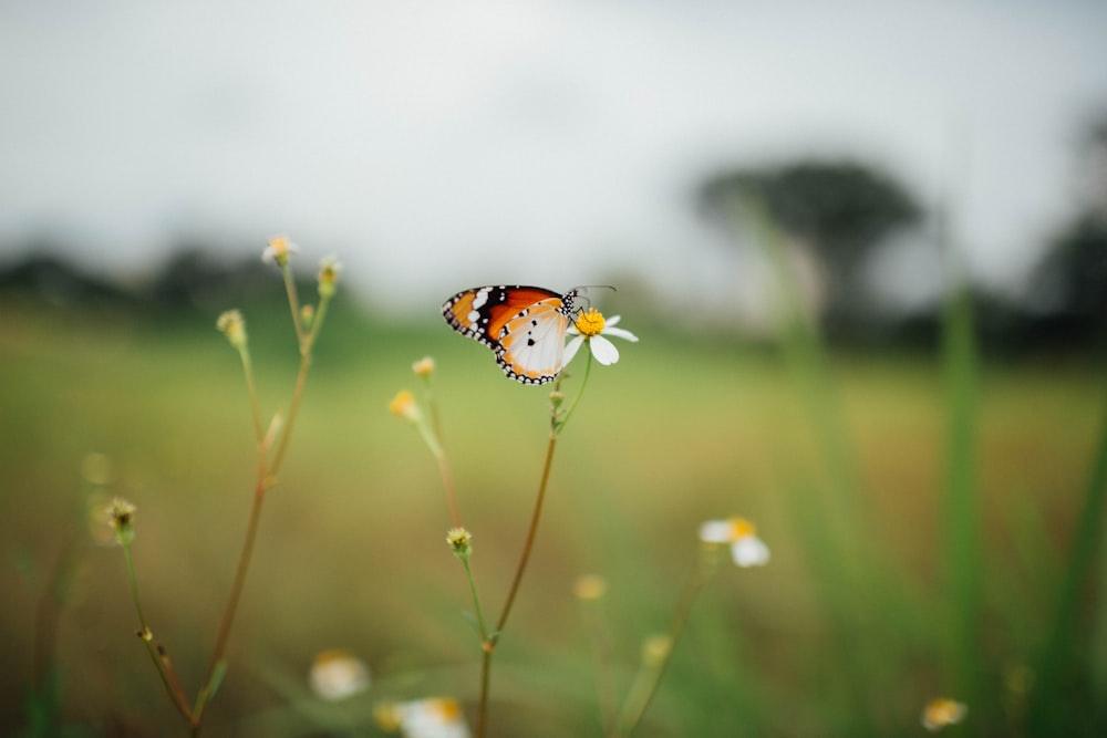 borboleta laranja e preta empoleirada na flor marrom em fotografia de perto durante o dia