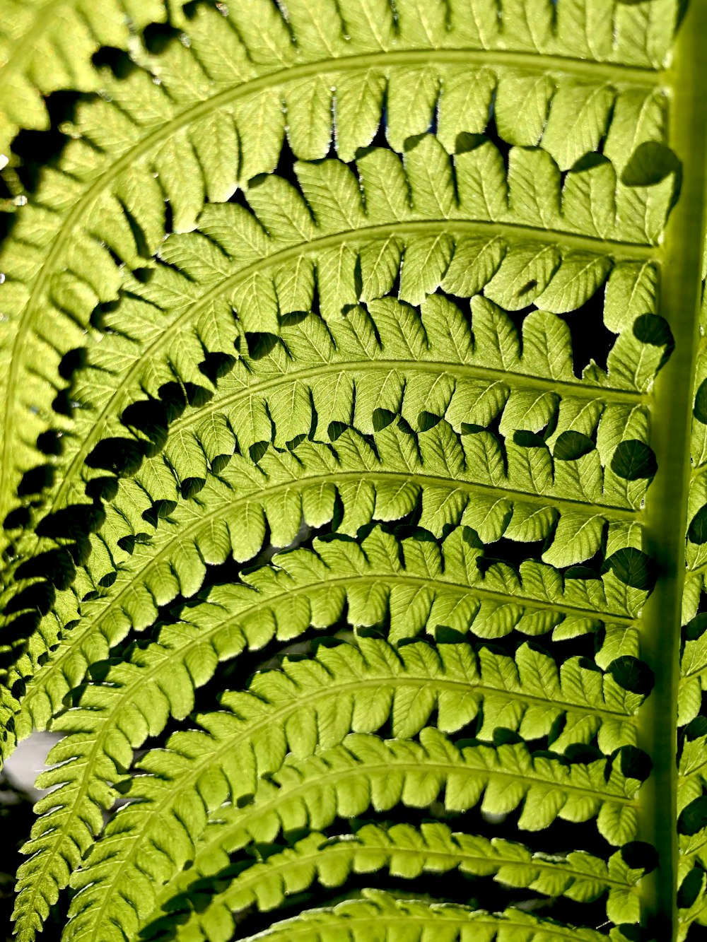 green fern plant in close up photography