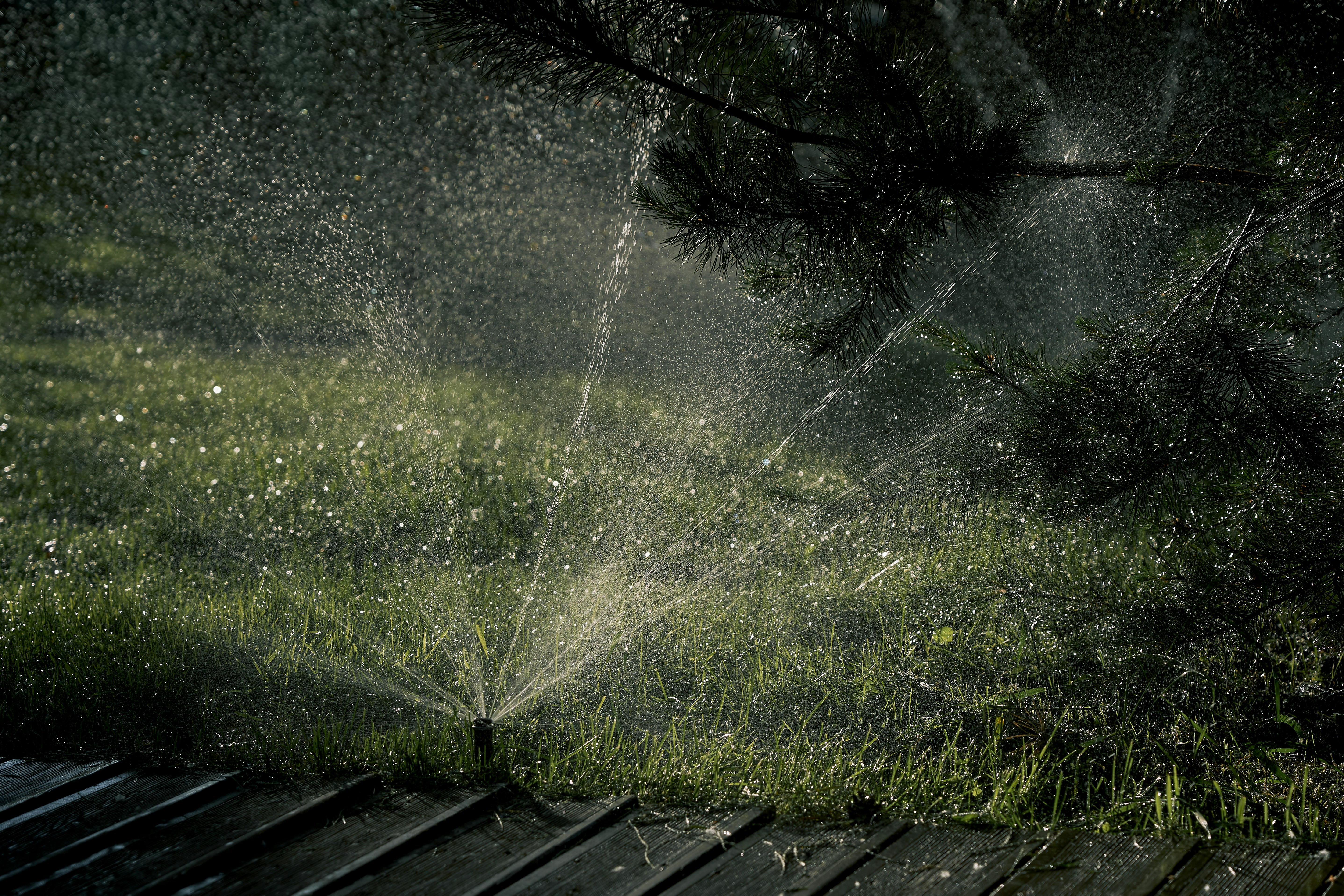 green grass and trees during daytime