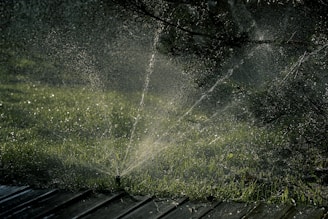 green grass and trees during daytime