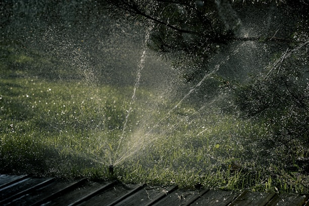 green grass and trees during daytime
