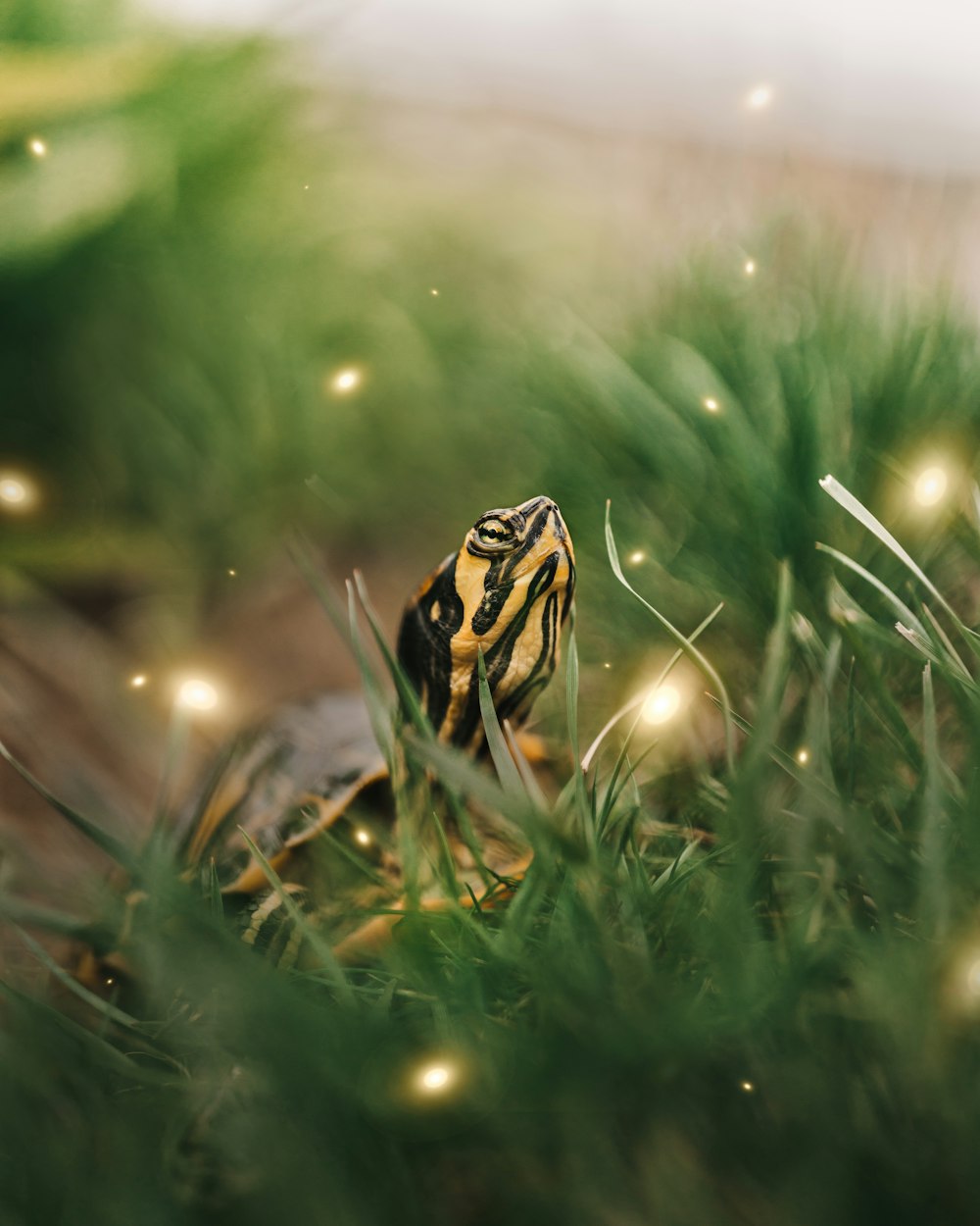 yellow and black turtle on green grass