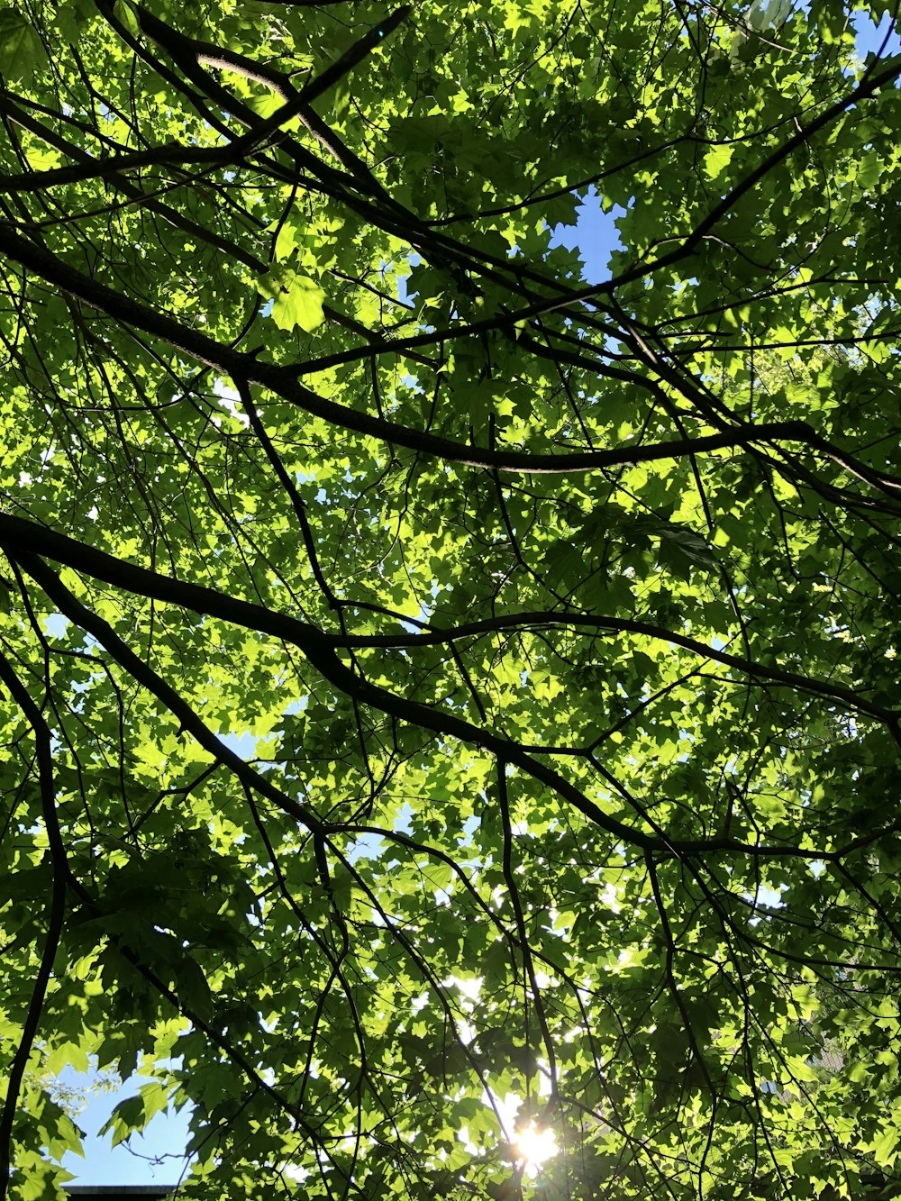 green leaf trees during daytime