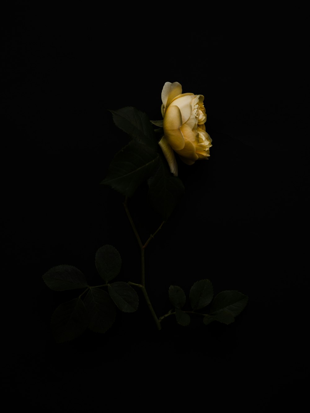 white roses in black background