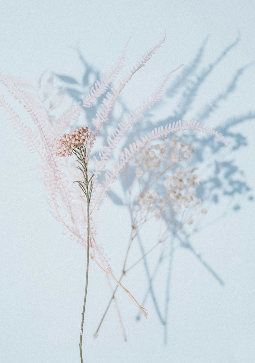 white and brown plant in close up photography