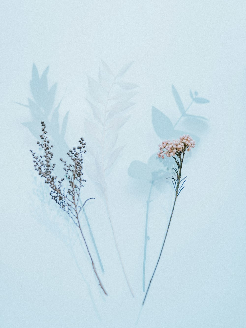 white and brown flower in white background