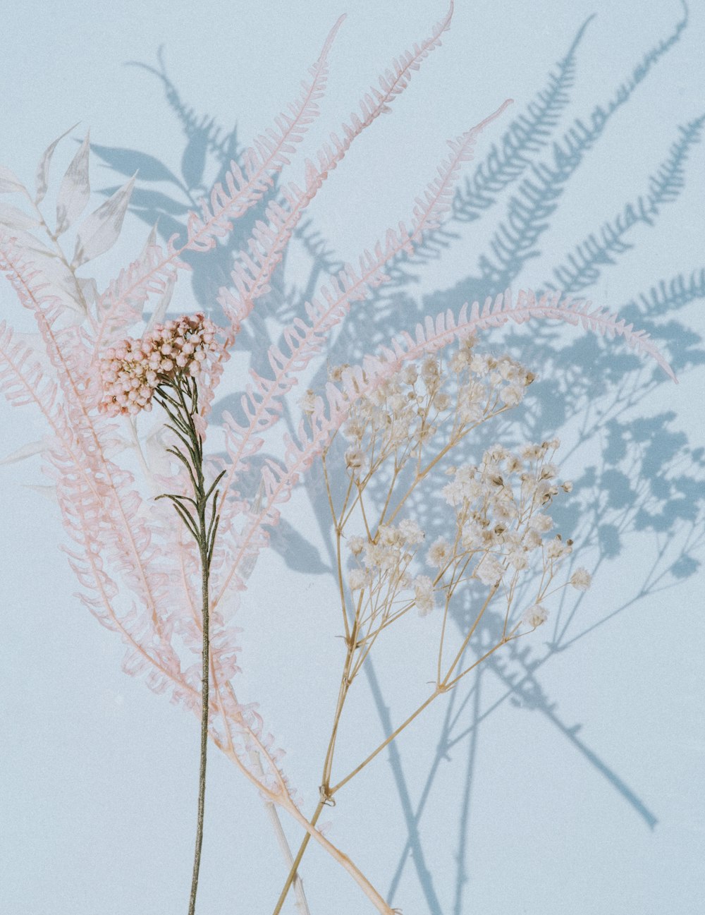 white and brown plant during daytime