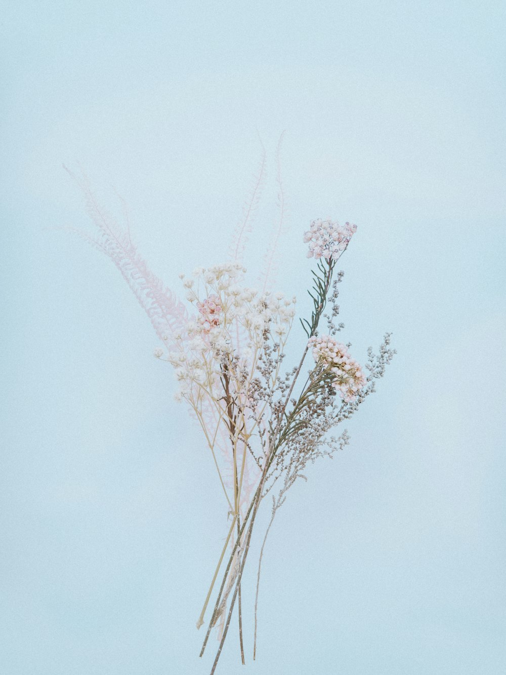 pink and white flower in close up photography