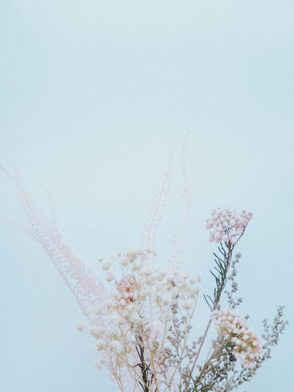 white flowers in close up photography