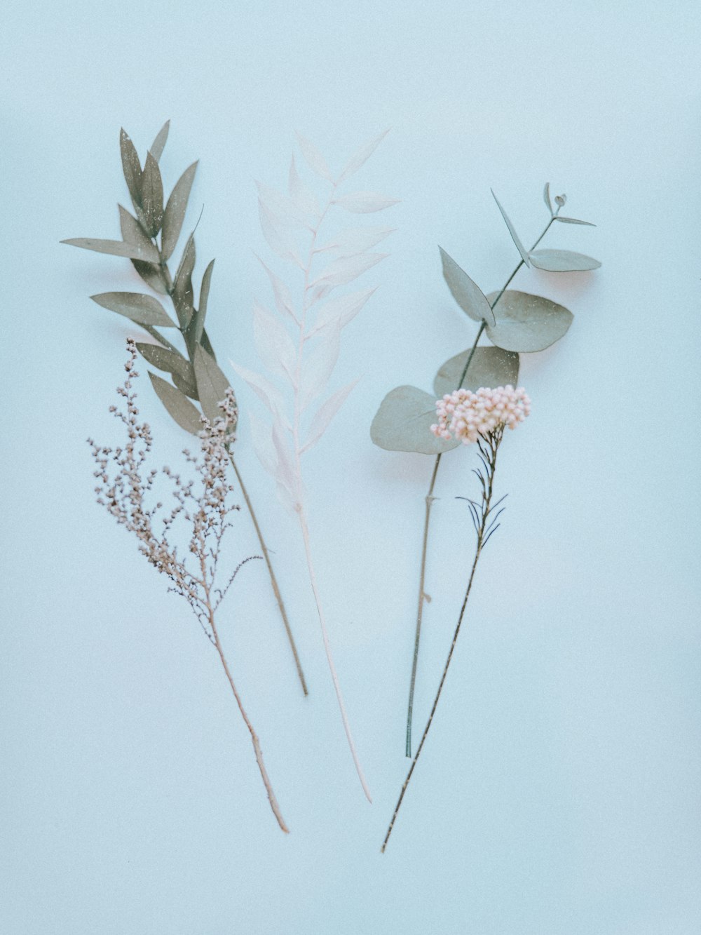 pink and white flowers on white wall