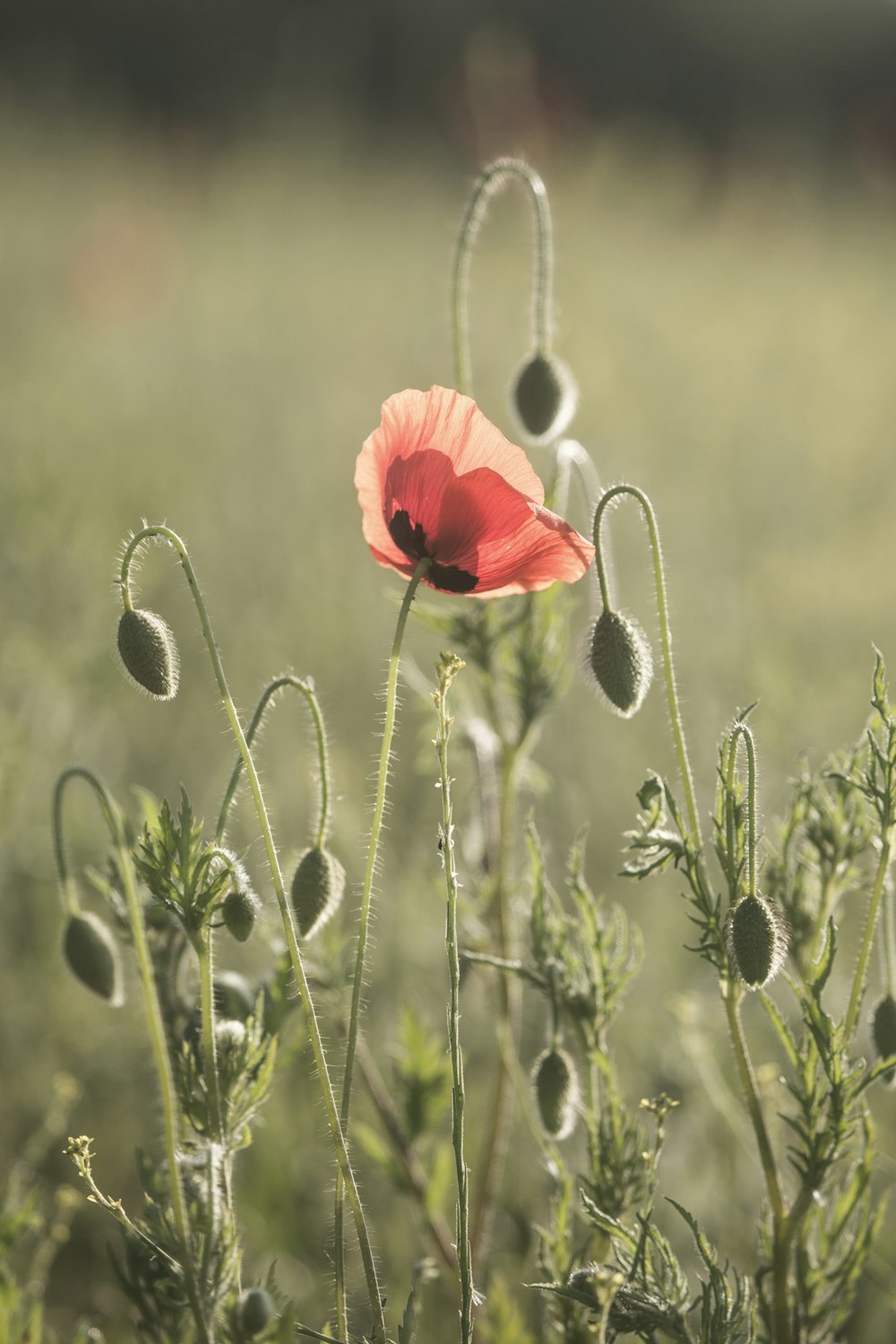 red flower in green grass