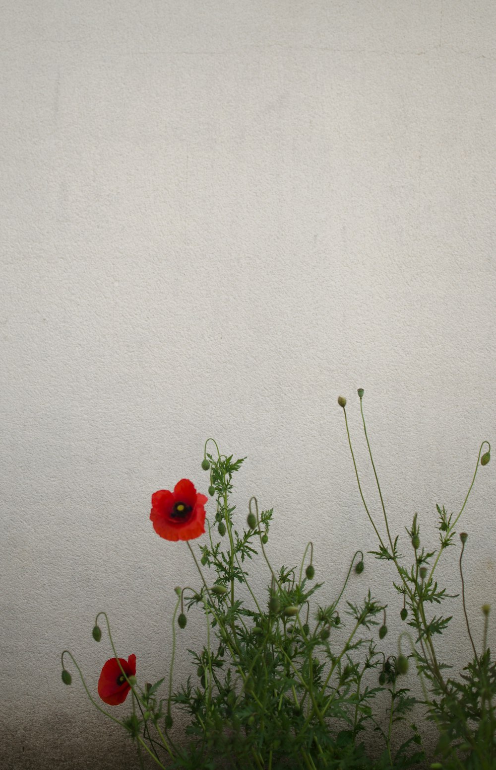red rose in front of white wall