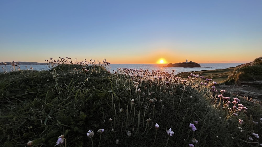 purple flower field during sunset