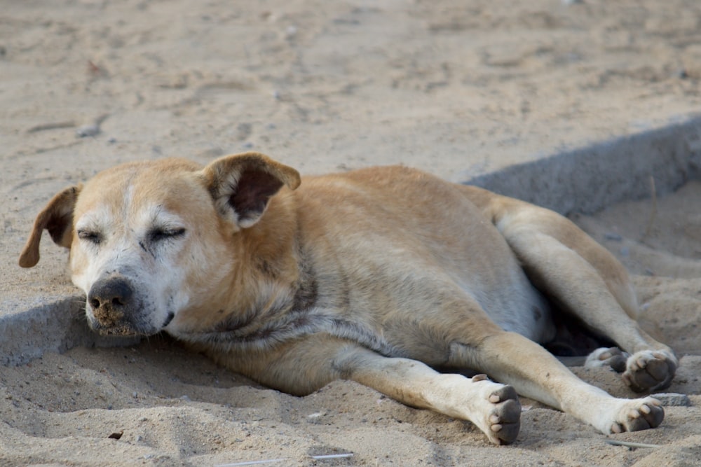brown short coated dog lying on brown sand during daytime