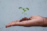 Close-up of hands holding soil with a small green plant sprouting.