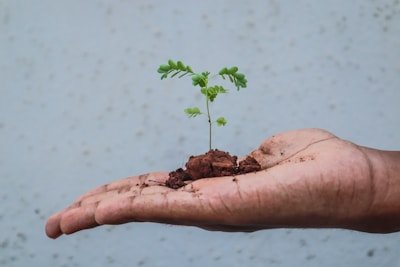 Close-up of hands holding soil with small green plant sprouting.
