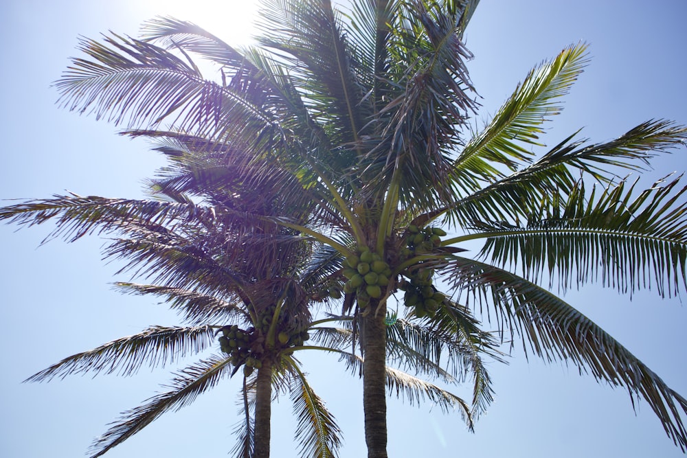 Palmier vert sous ciel bleu pendant la journée