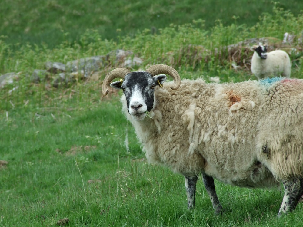 white sheep on green grass field during daytime