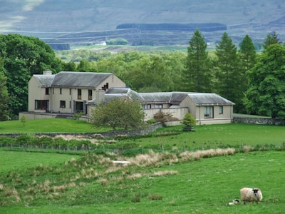 A large, beige-colored house stands in the middle of a lush green landscape. The house has multiple sections and rooftops, surrounded by manicured lawns and various trees. In the foreground, a sheep grazes on the grass.